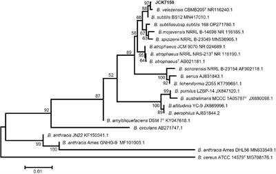 Biocontrol of Fusarium head blight in rice using Bacillus velezensis JCK-7158